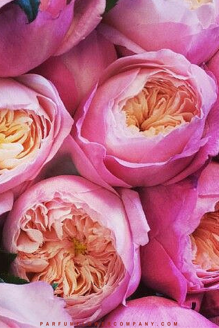 David Austin Wedding Rose Constance Parfum Flower Company David Austin Wedding Rose Constance Parfum Flower Company