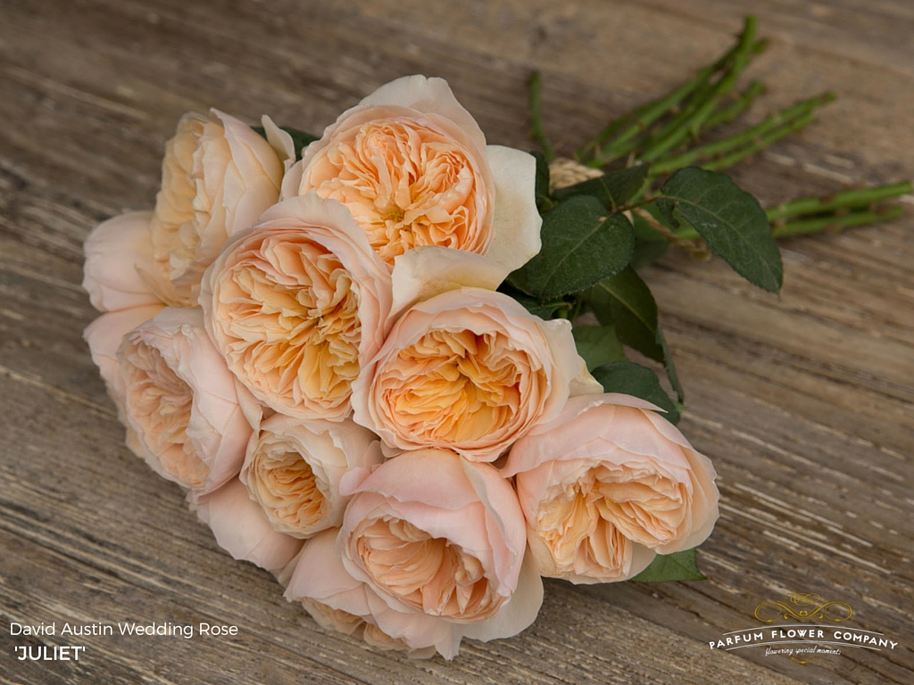 DavidAustinWeddingRoseJuliet DavidAustinWeddingRoseJuliet