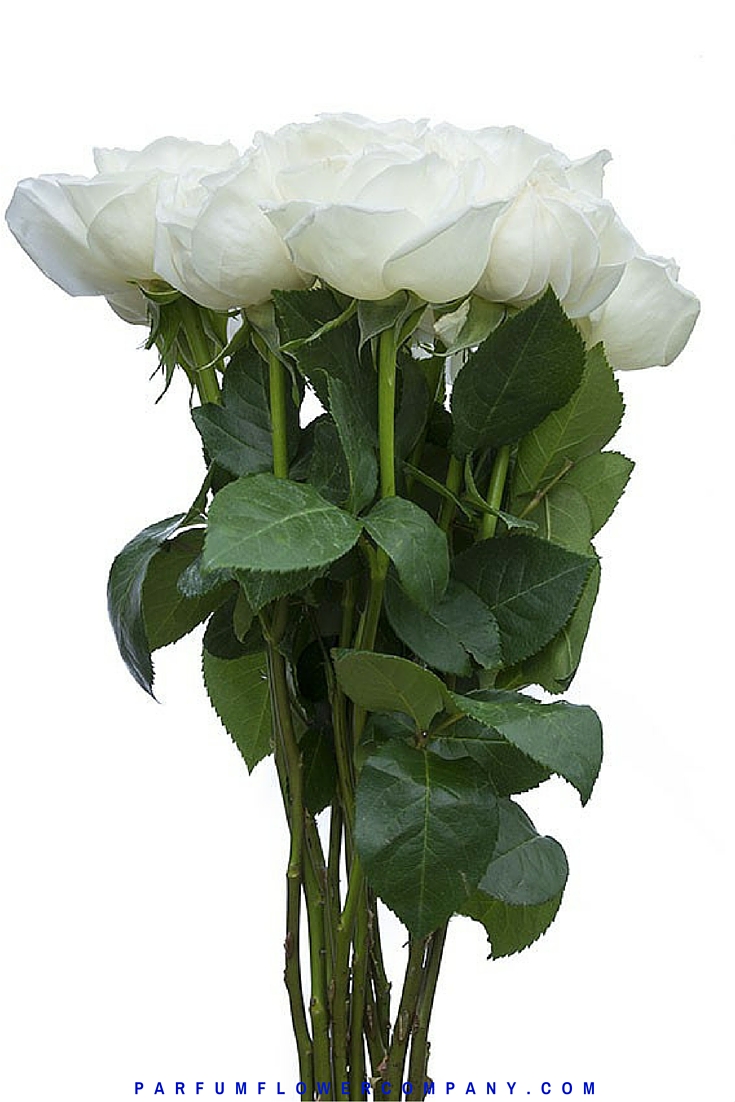 Rose White Perfumella - Jeanne Moreau