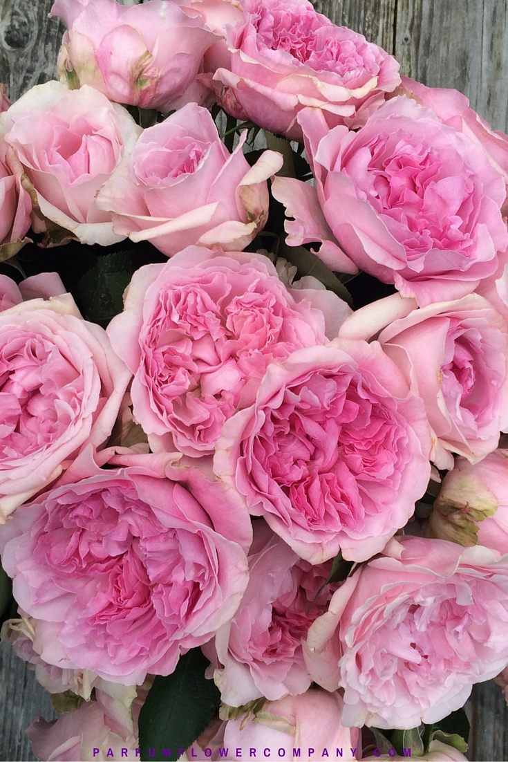 David Austin Wedding Rose Miranda Parfum Flower Company David Austin Wedding Rose Miranda Parfum Flower Company