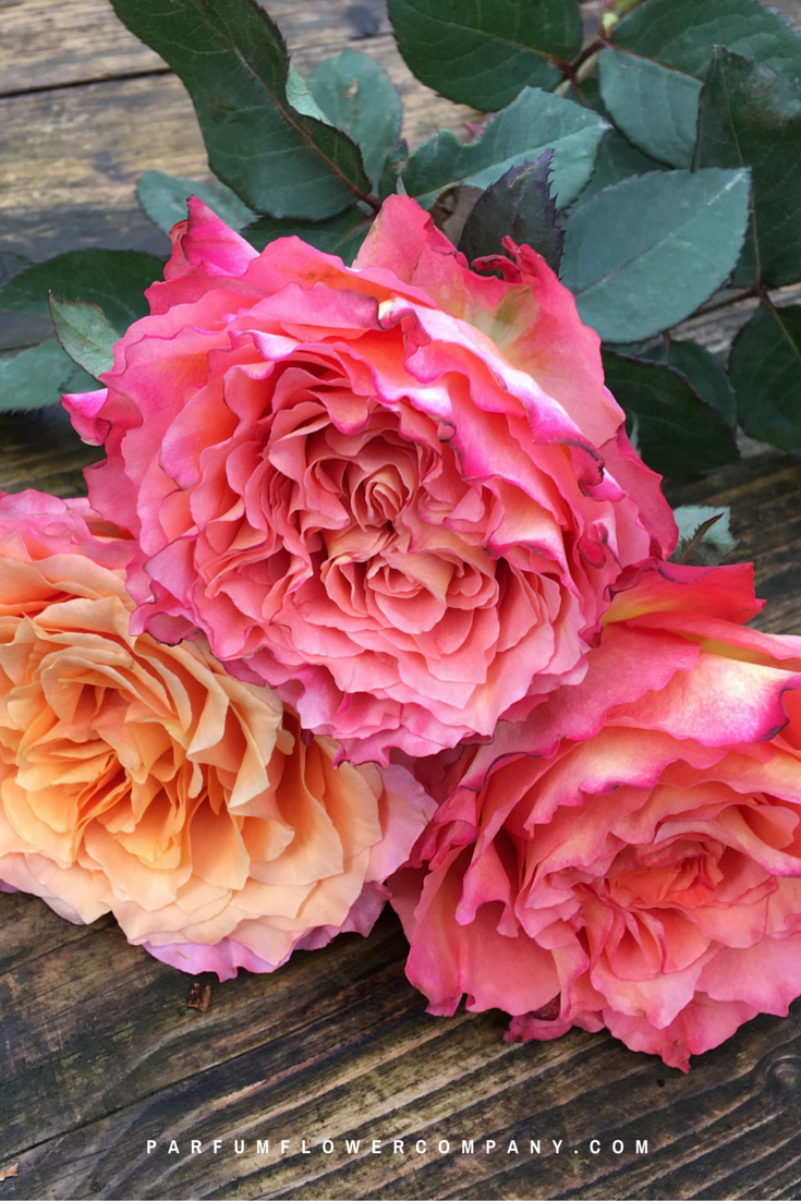 Premium Scented Garden Rose Free Spirit