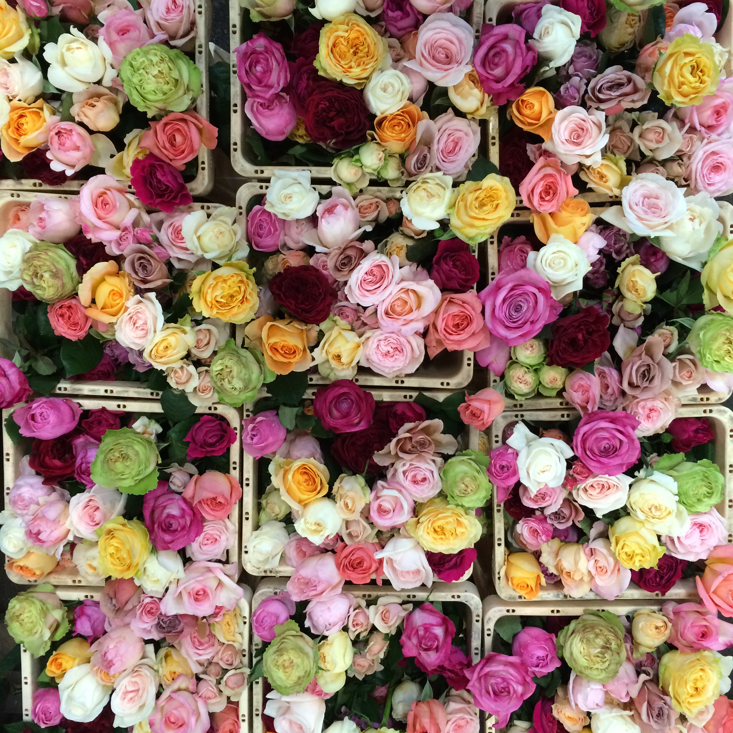 From the rose farms in Kenya, all the way to your home in less than 48