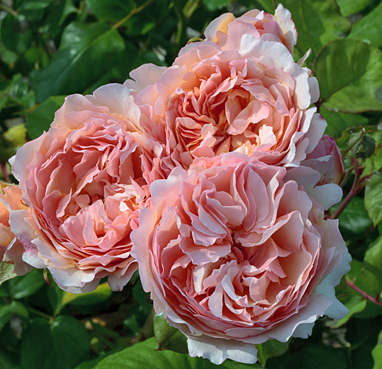 Rose Princesse Charlene de Monaco