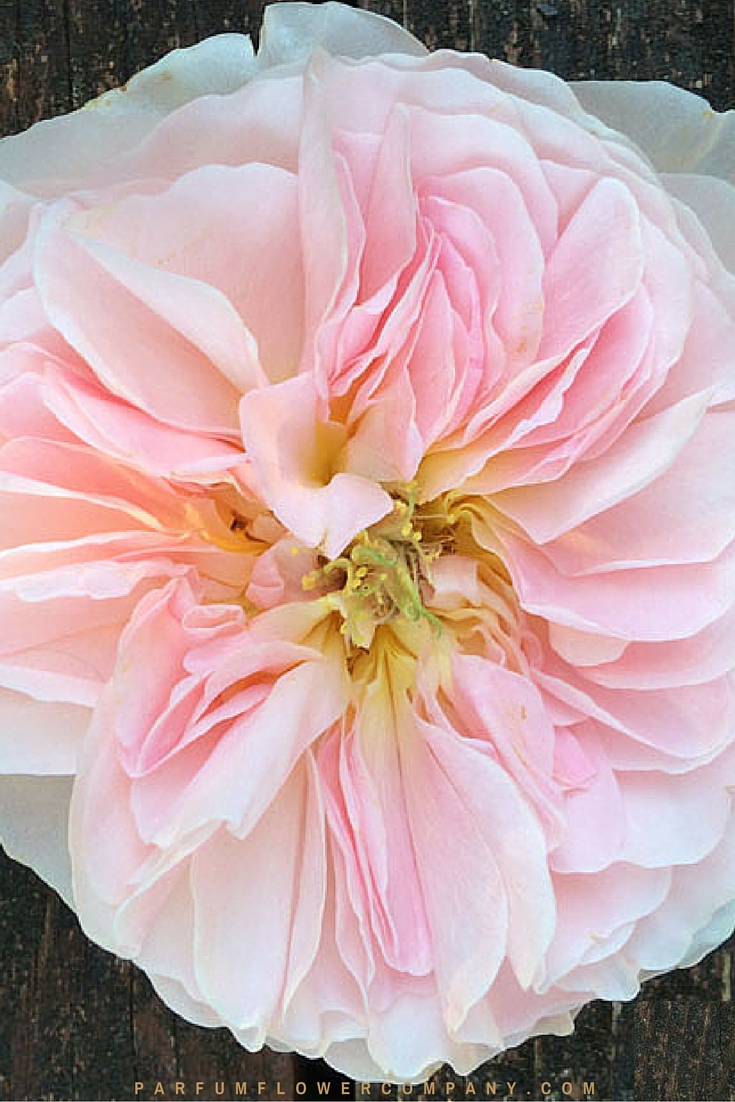 David Austin Wedding Rose Charity