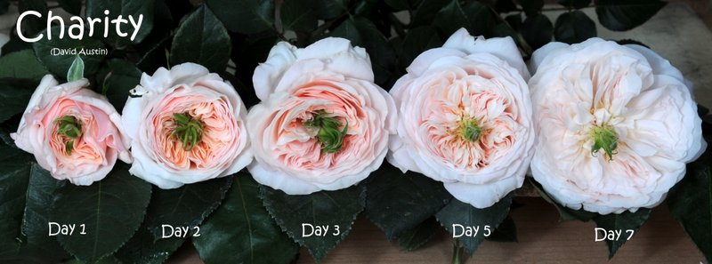 Charity – Copy Charity rose flower stages