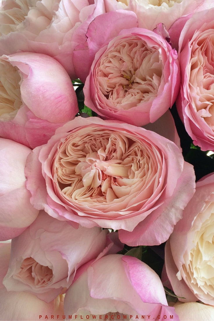 David Austin Wedding Rose Constance Parfum Flower Company