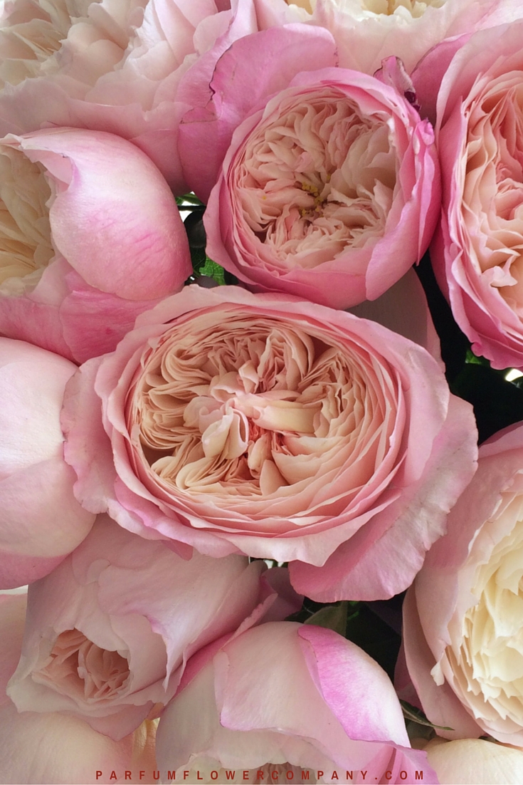 david austin wedding rose constance