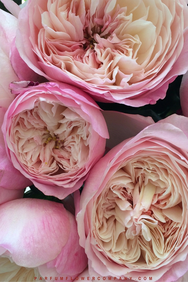 David Austin Wedding Rose Constance - Parfum Flower Company