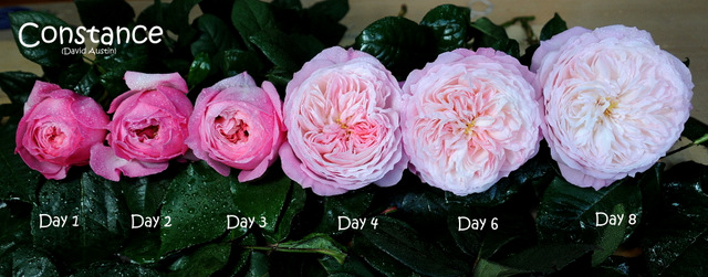 Constance 011 Constance rose flower stages