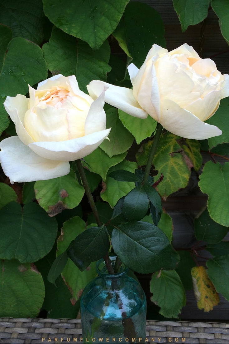 cream yves piaget premium scented garden rose from the meilland jardin parfum collection 002 - Cream Garden Rose cream yves piaget premium scented garden rose from the meilland jardin parfum collection 002 - Cream Garden Rose
