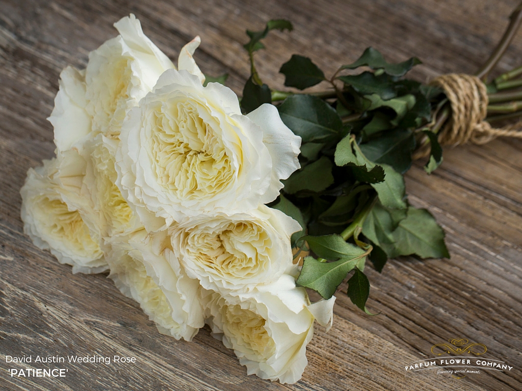 David Austin Wedding Rose Patience
