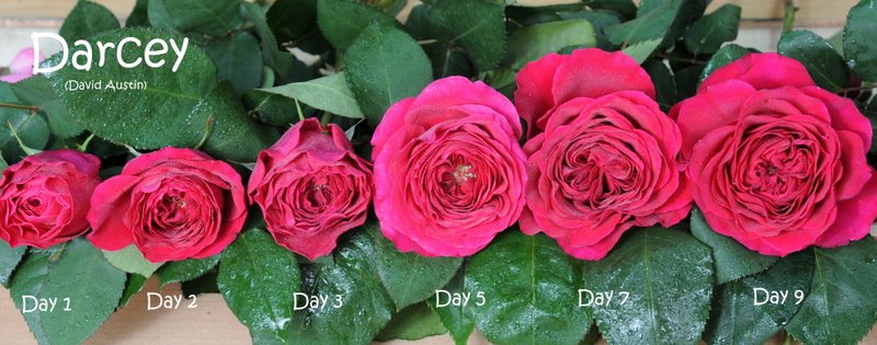 Darcey Darcey Stages of flowering