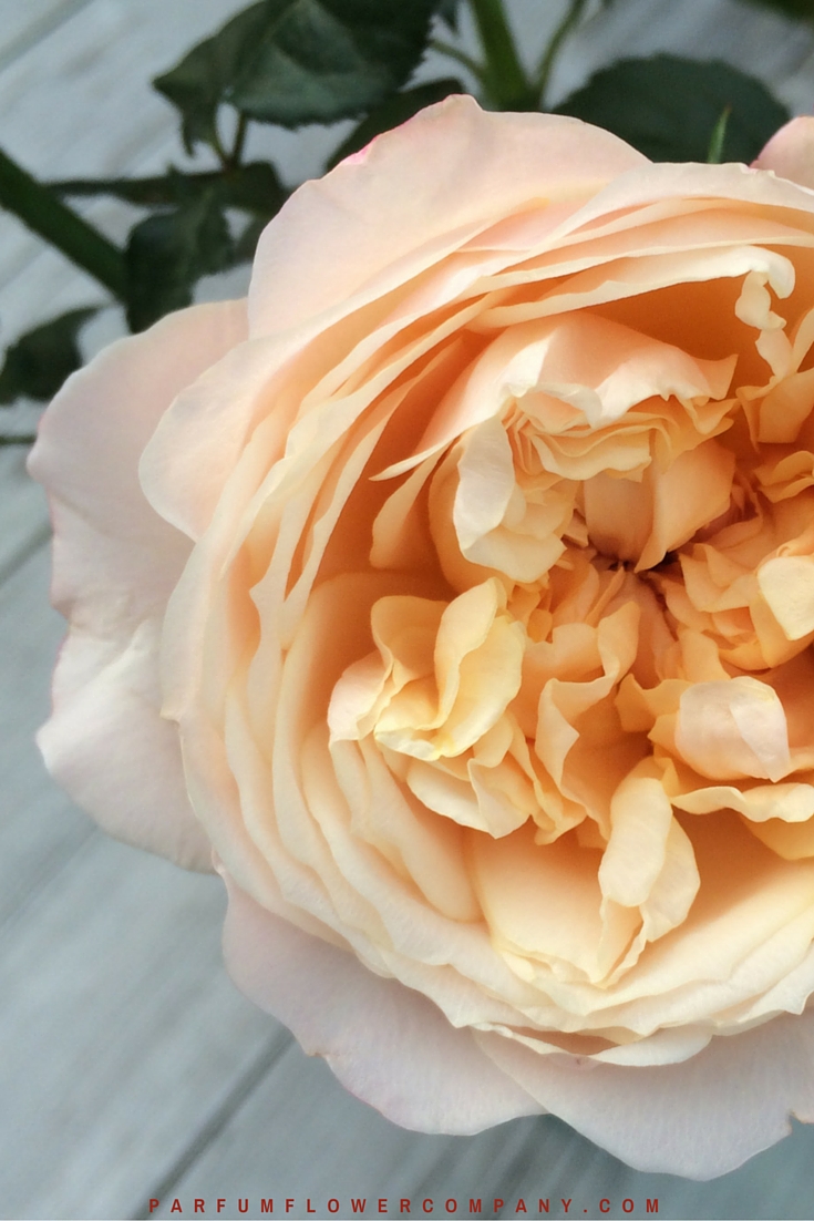 David Austin Wedding Rose Edith