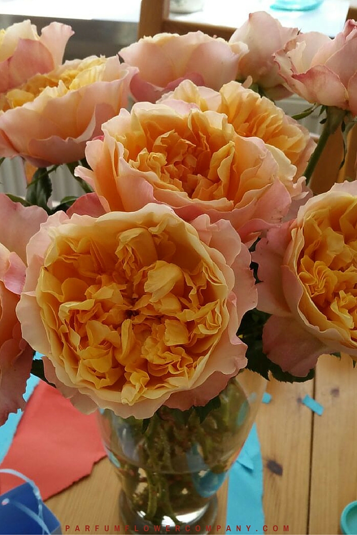 David Austin Wedding Rose Edith