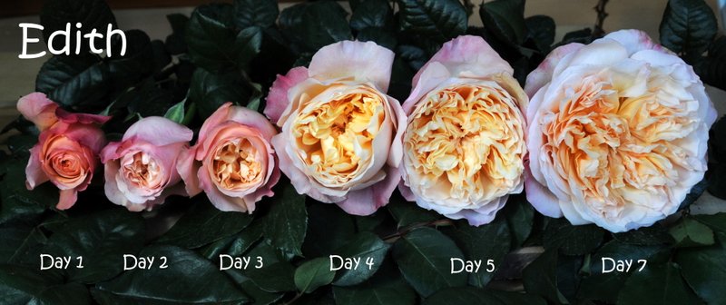 Edith – Copy Edith rose flower stages