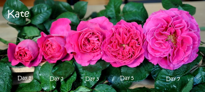 Kate – Copy Kate flower stages