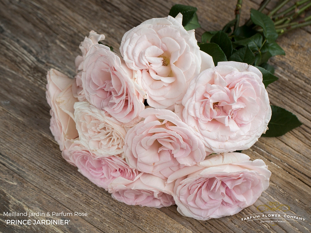 Meilland Jardin & Parfum rose Prince Jardinier