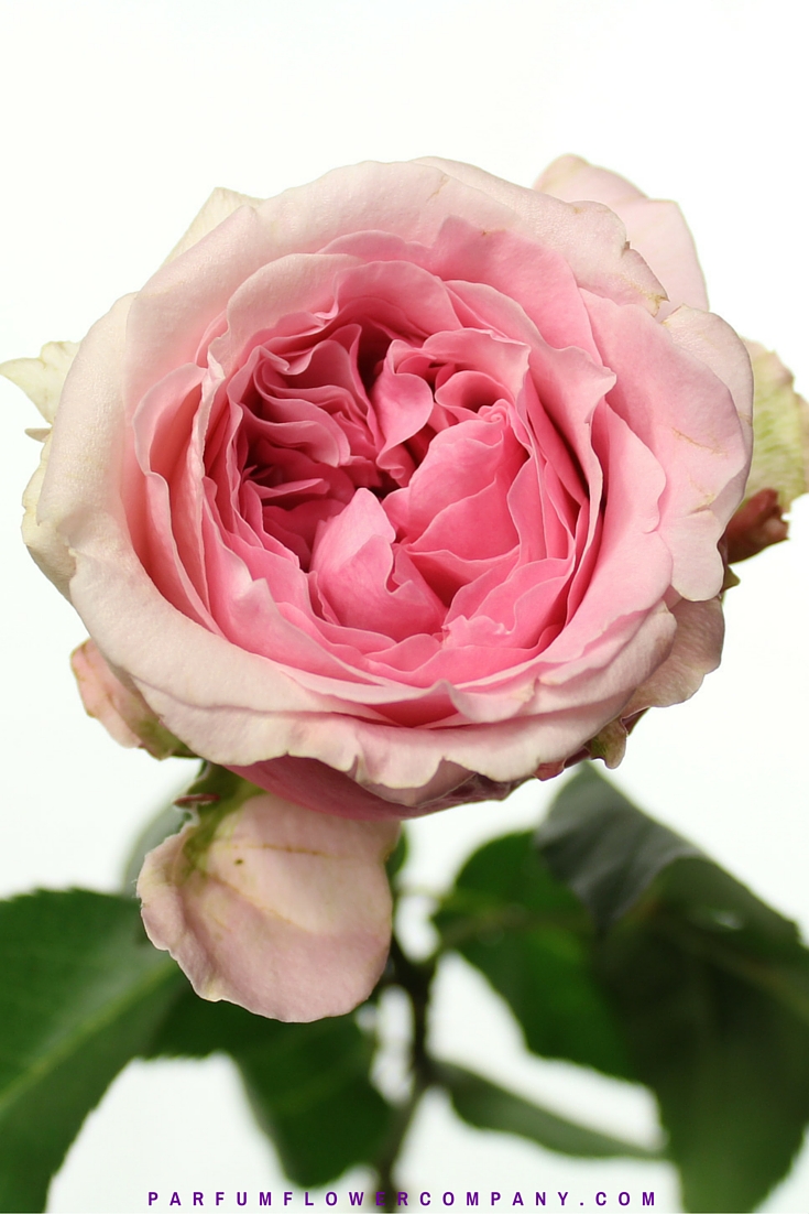 David Austin Wedding Rose Miranda Parfum Flower Company