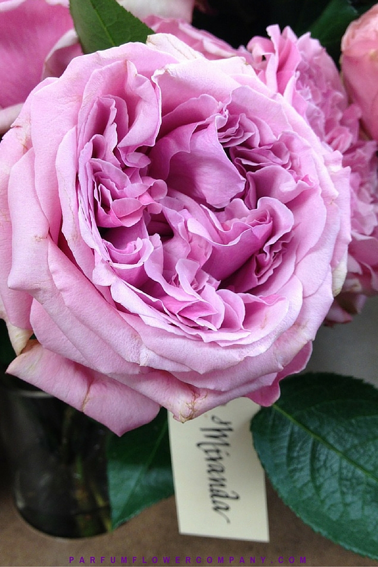 David Austin Wedding Rose Miranda Parfum Flower Company