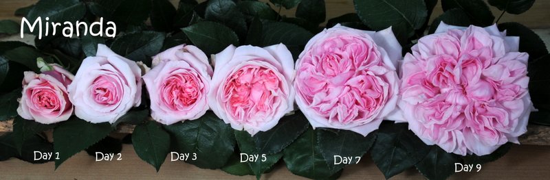 Miranda Miranda stages of flowering