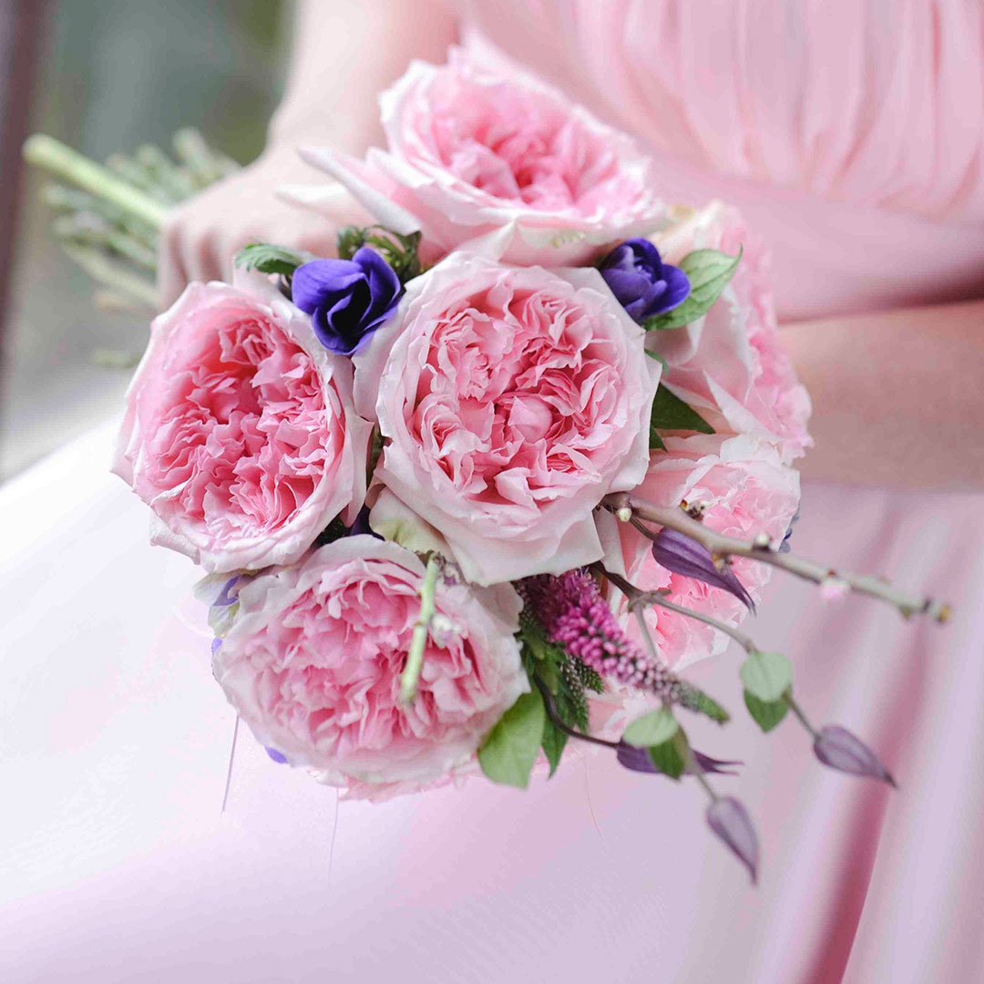 David Austin Roses – Miranda David Austin Wedding Rose Miranda