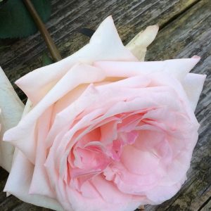 Scented garden roses Pink O'Hara 004