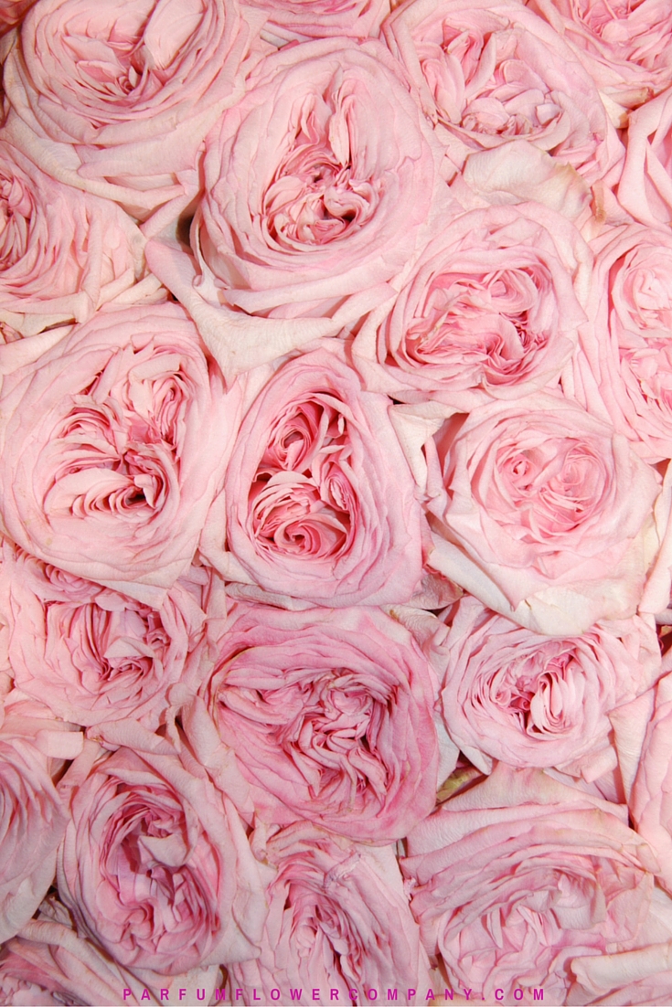 Premium Scented garden Rose Pink O'hara