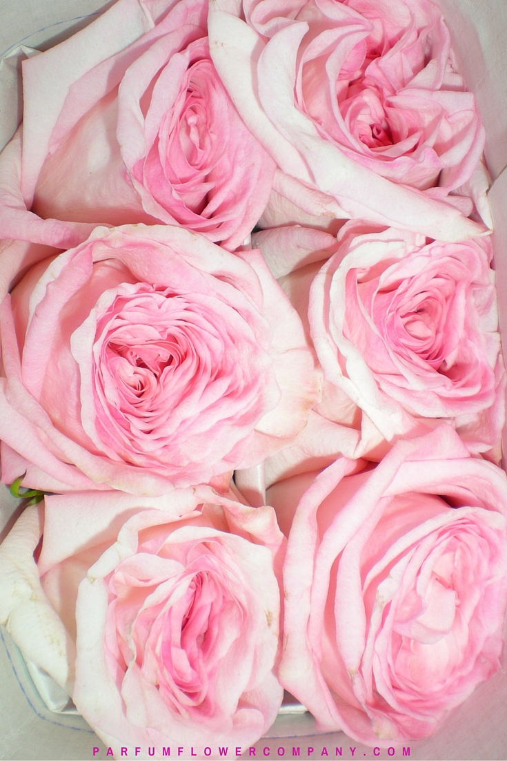 Premium Scented garden Rose Pink O'hara