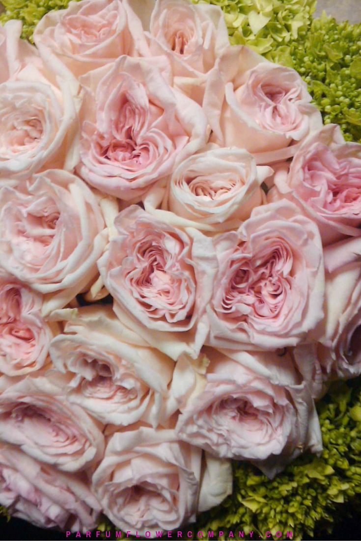 Premium Scented garden Rose Pink O'hara