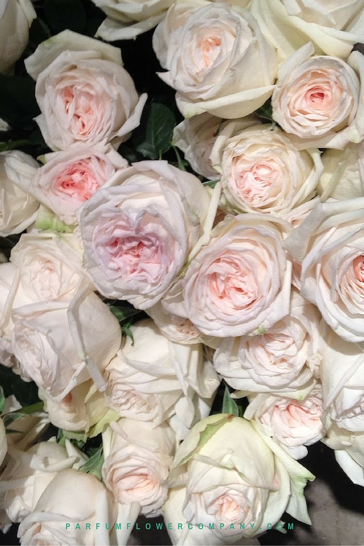 Premium Scented garden Rose White O'hara