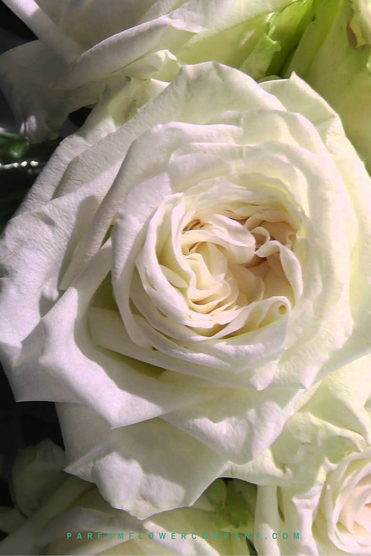Premium Scented garden Rose White O'hara