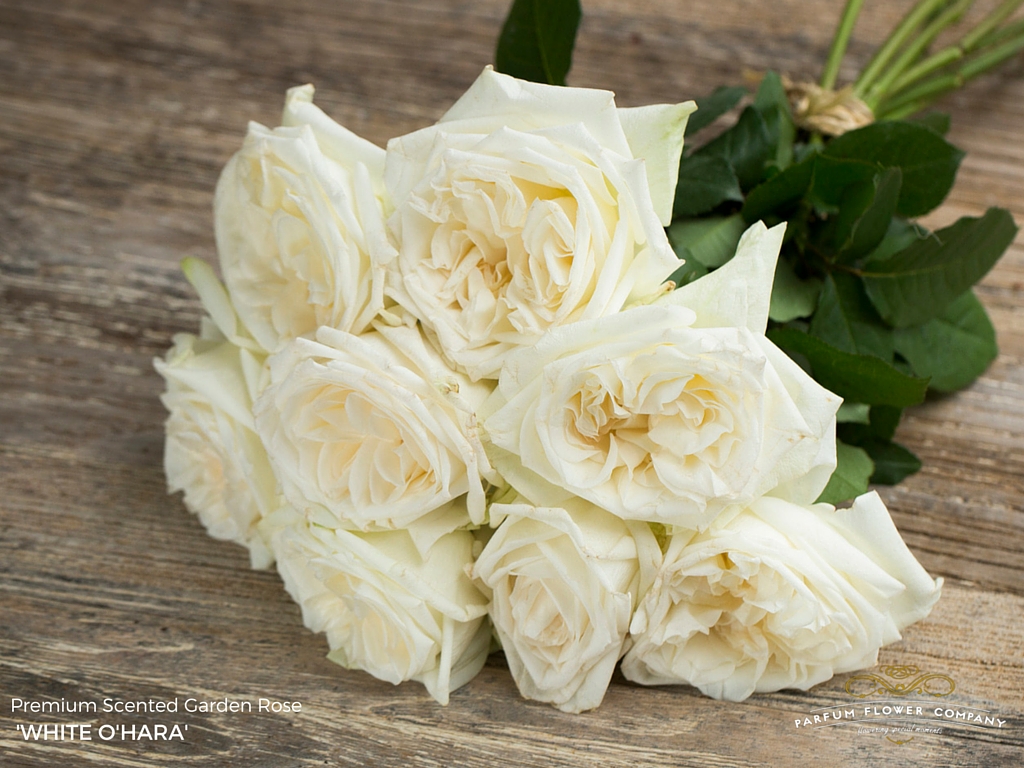 White Garden Rose assortment - parfum flower company White Garden Rose assortment - parfum flower company