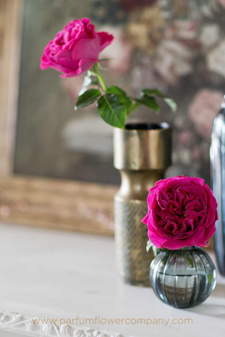 David Austin Wedding Rose Kate - Parfum Flower Company