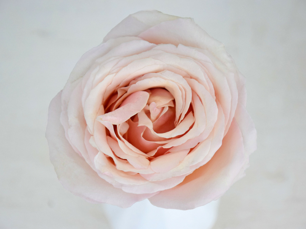 rosiers meilland parfumés