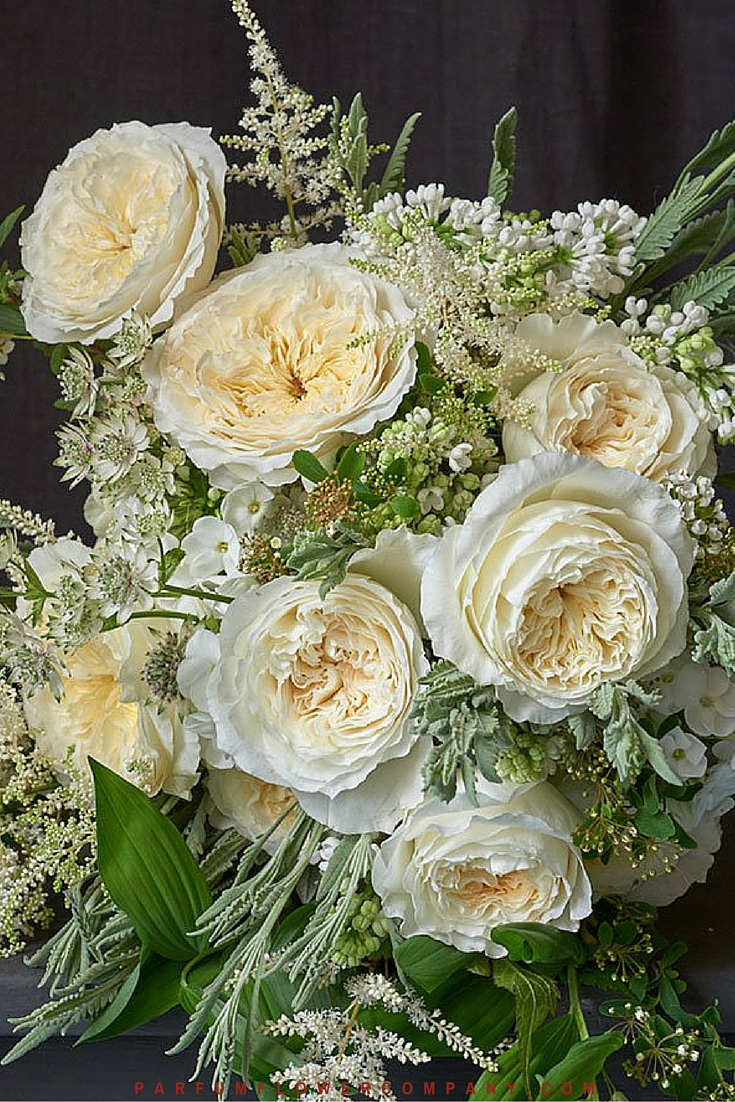 David Austin Wedding Rose Patience - Parfum Flower Company