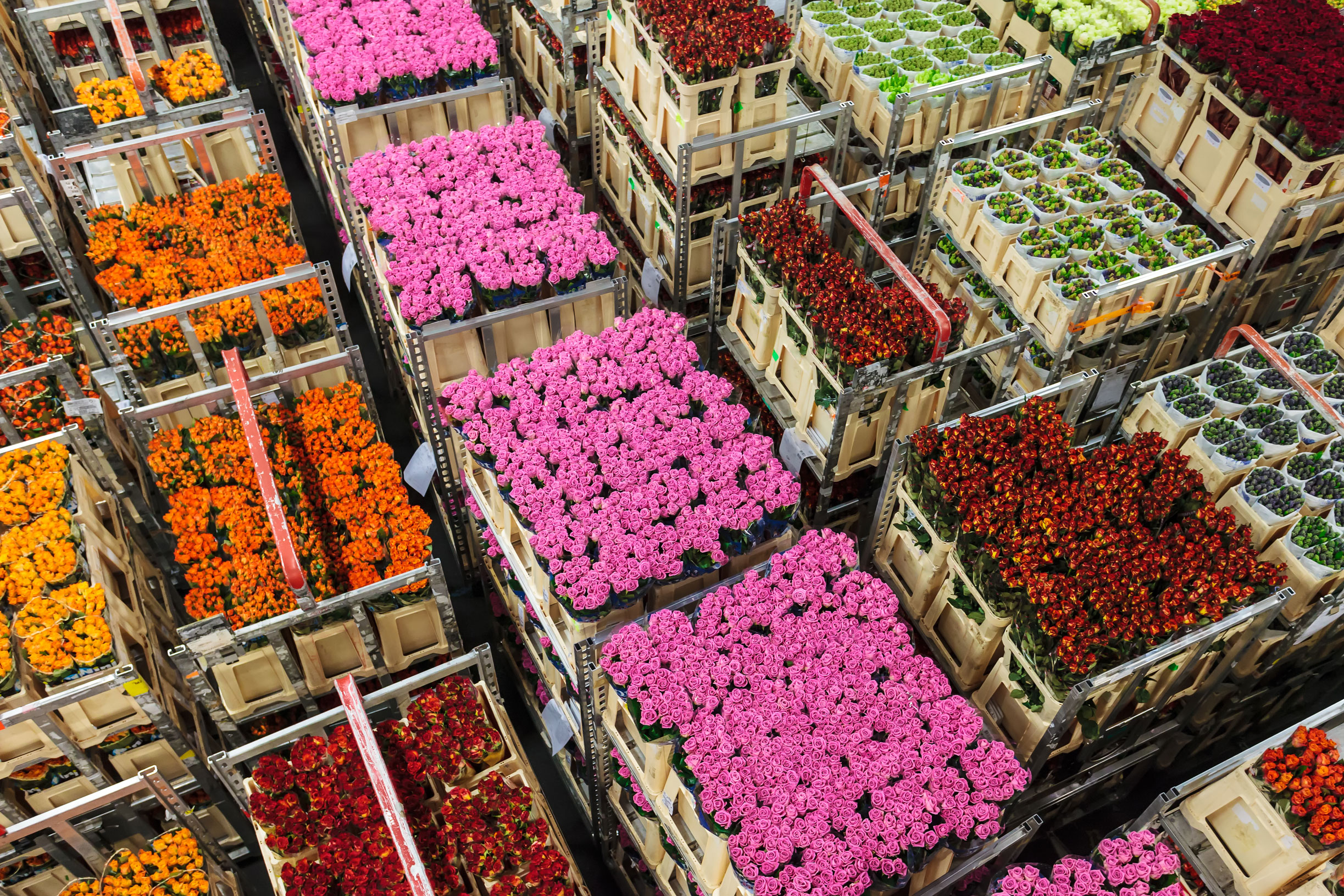 vacatures de kwakel aalsmeer verkoop bloemen groothandel in bloemen en planten parfum flower company vacatures de kwakel aalsmeer verkoop bloemen groothandel in bloemen en planten parfum flower company