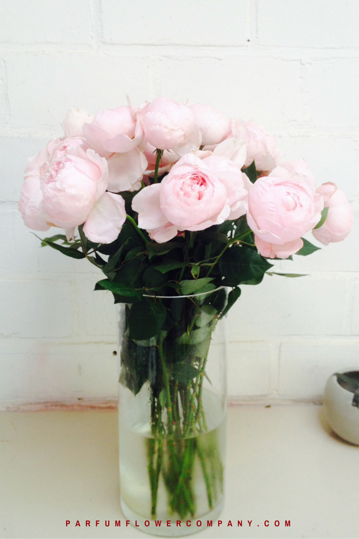 Premium Scented Garden Rose Peony Pink