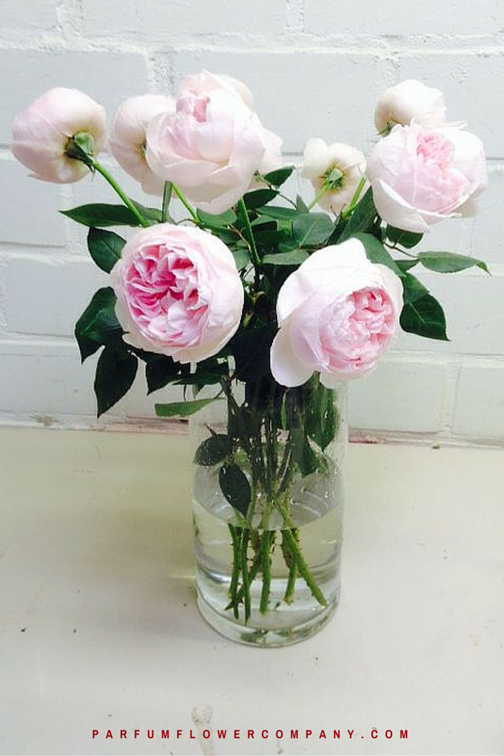Premium Scented Garden Rose Peony Pink