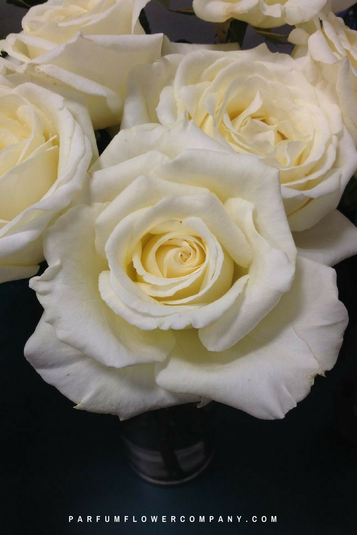 Premium Scented Garden Rose Vitality - Parfum Flower Company