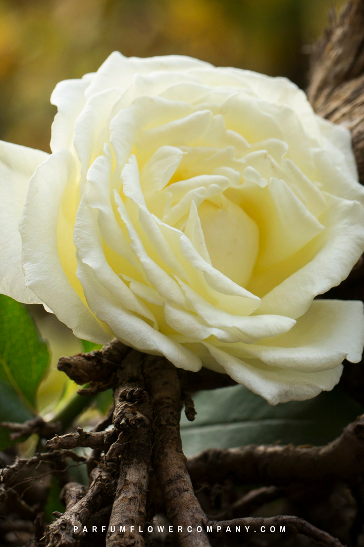 Premium Scented Garden Rose Vitality - Parfum Flower Company