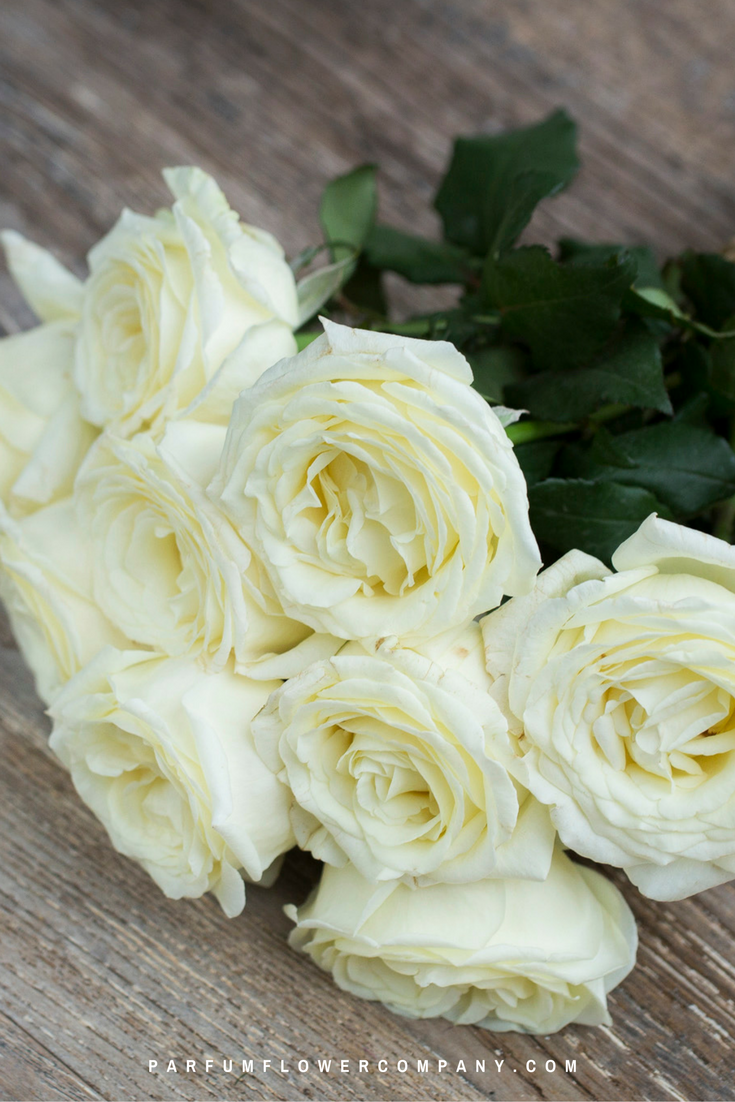 Premium Scented Garden Rose Vitality - Parfum Flower Company