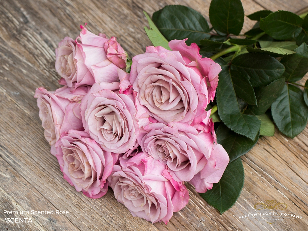 Premium Scented Garden Rose Scenta
