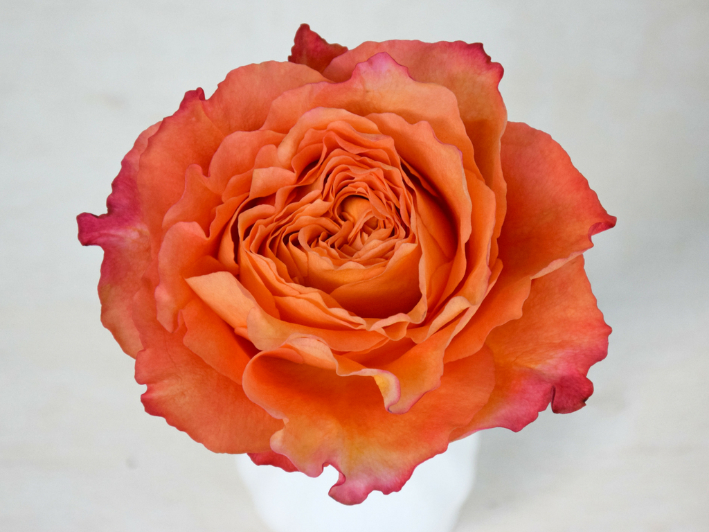Premium Scented Garden Rose Free Spirit