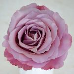 Premium Scented Garden Rose Mamy Blueny