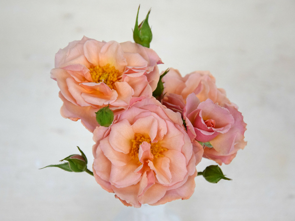 Premium Scented Garden Rose Scented Whisper