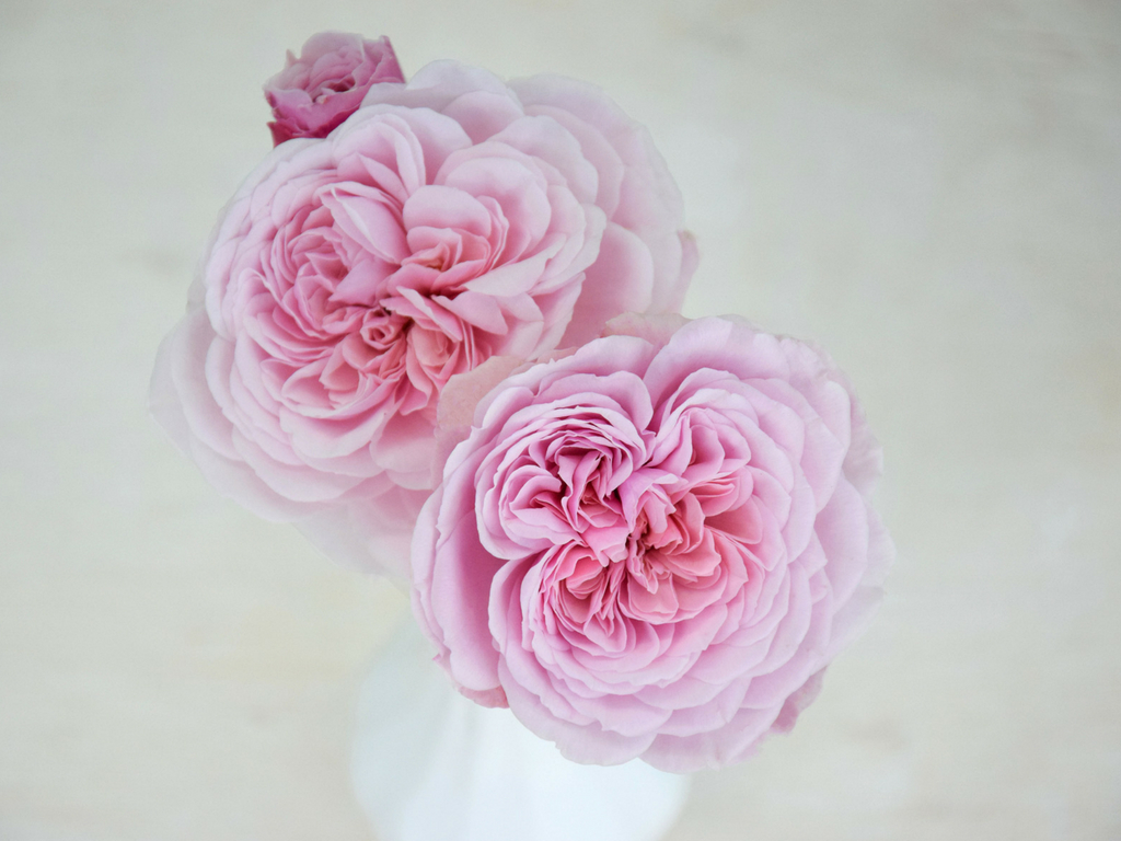 Premium Scented Garden Rose Sweet Antike