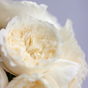 165 small petals packed into each bloom of the david austin wedding rose patience - White Patience Garden Rose 165 small petals packed into each bloom of the david austin wedding rose patience - White Patience Garden Rose