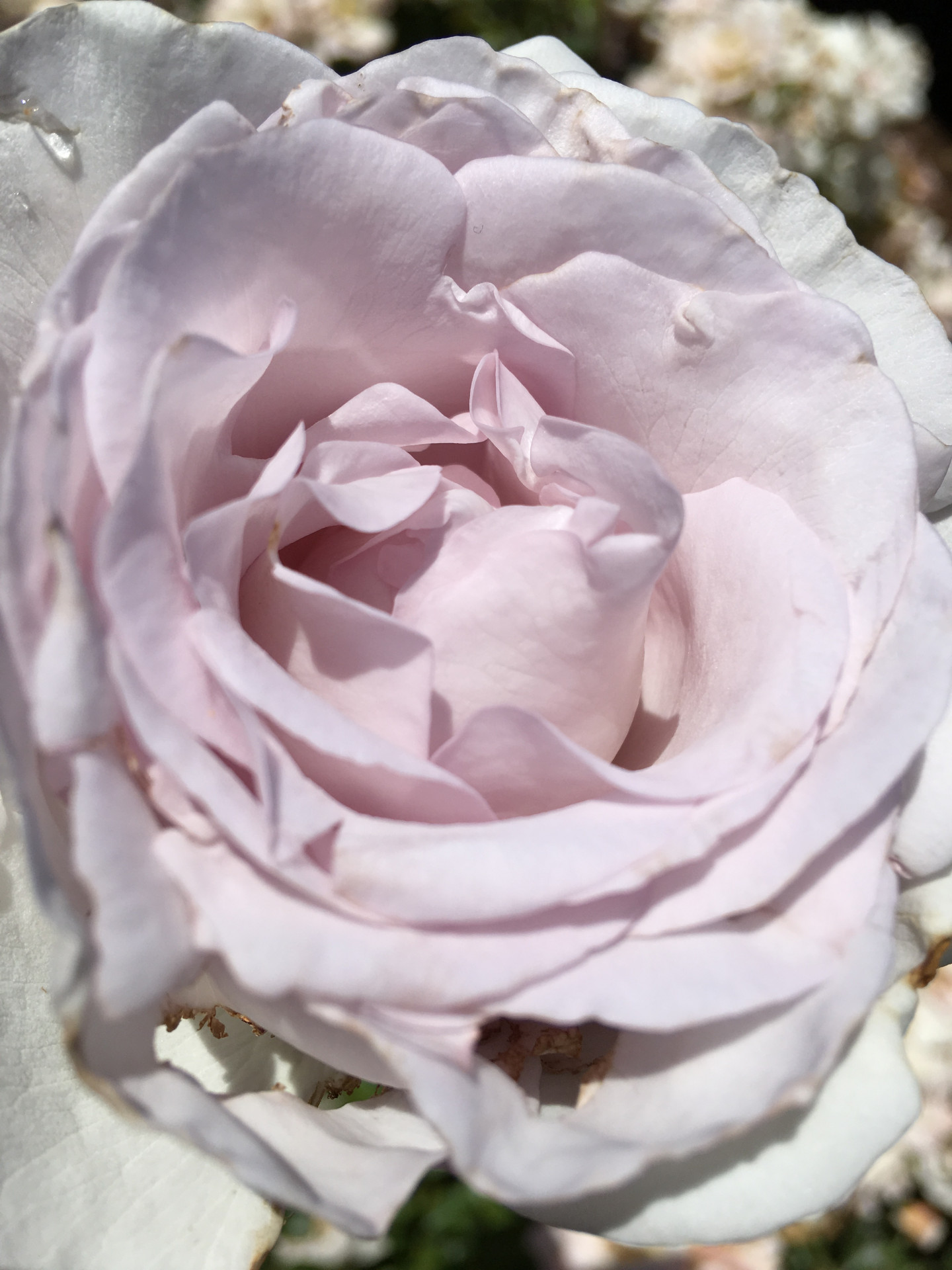 Scented roses