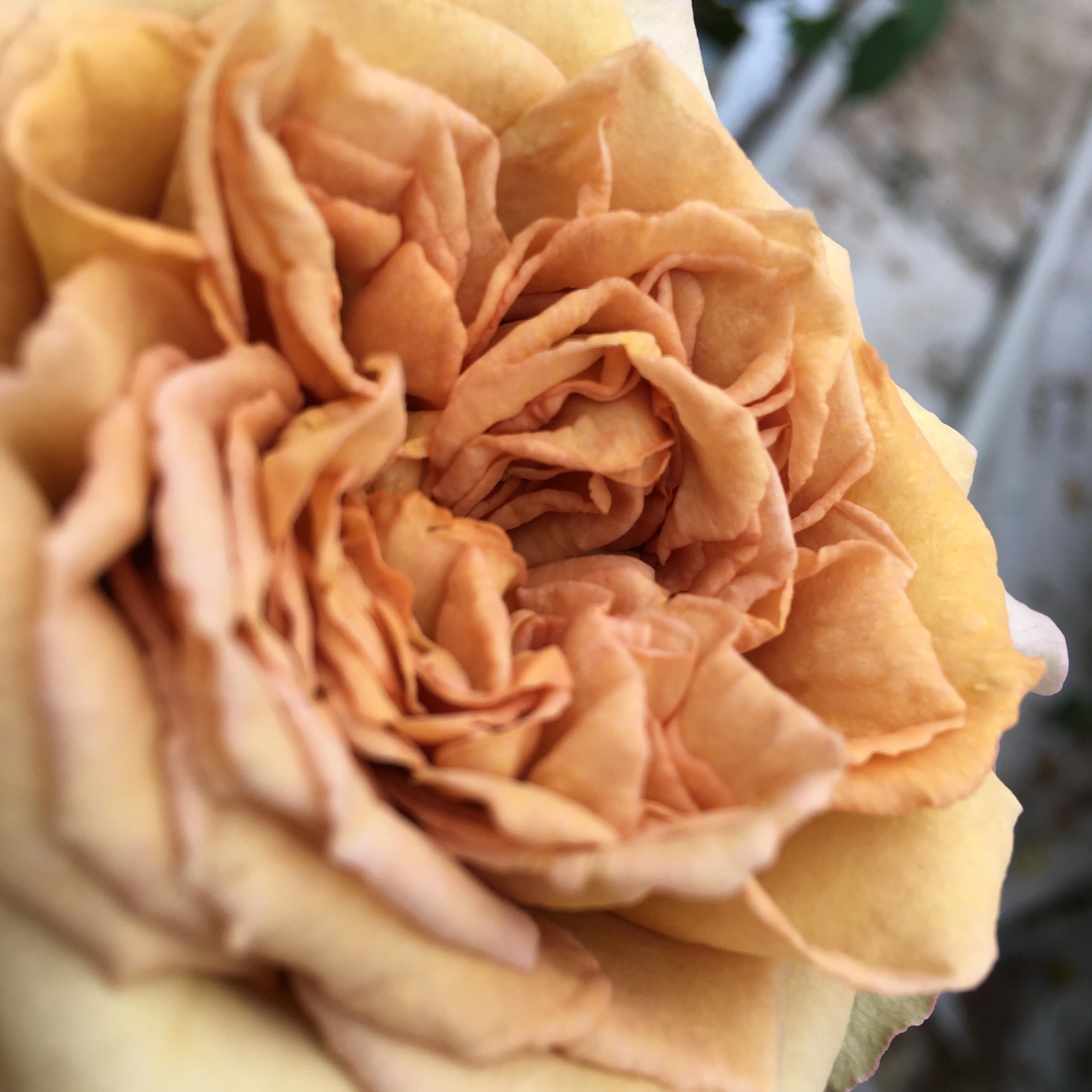 Where do the most wonderful scented roses come from?