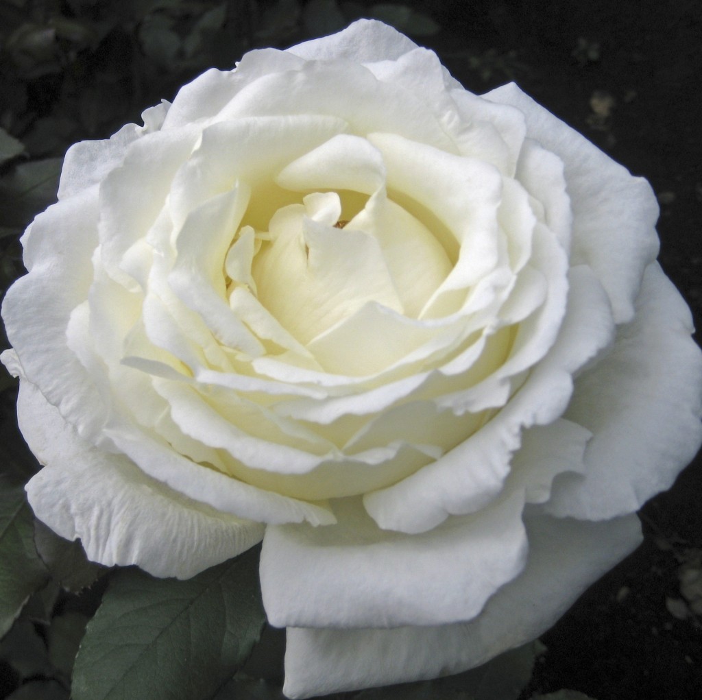 Arnold's favorite scented roses - Parfum Flower Company